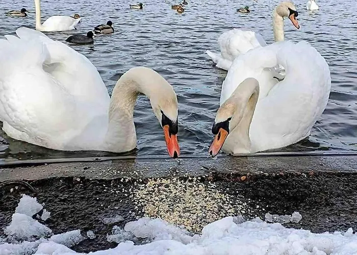 Stylish 2-bed In The Heart Of Yorkshire Tatil Evi